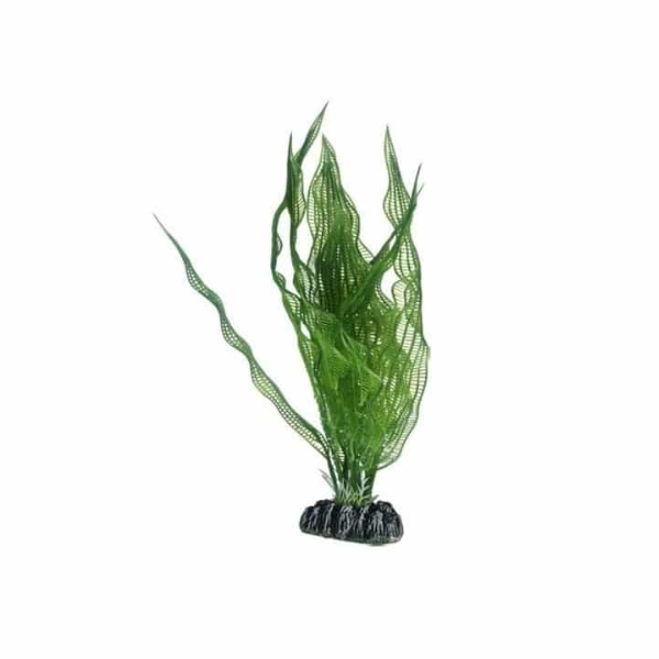 ΔΙΑΚΟΣΜΗΤΙΚΟ ΦΥΤΟ APONOGETON 20cm